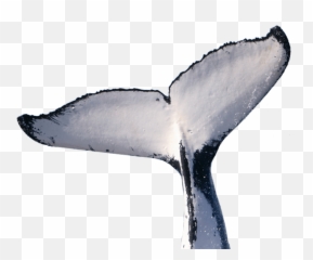 Png Download Whale Transparent Images - Whale Tail No Background,Humpback Whale Png
