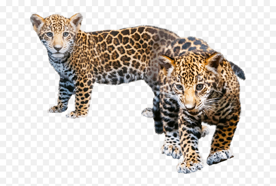 Download Jaguar Transparent Baby Png - Transparent Cheetah Cub Png,Jaguar Png