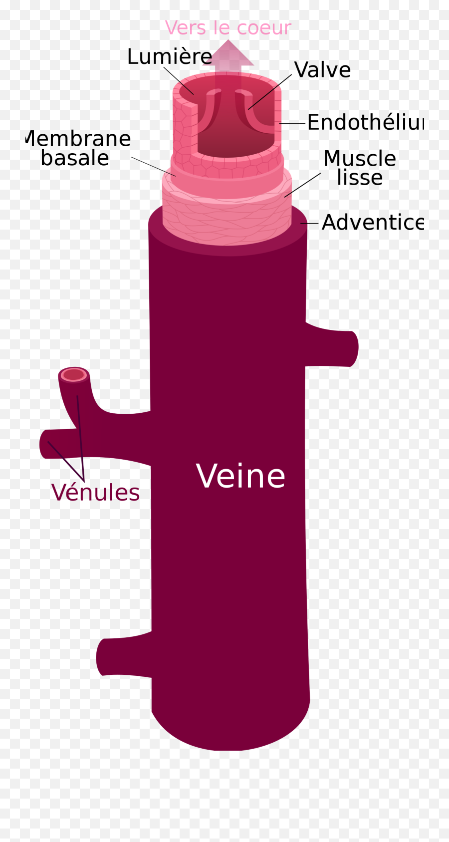 Vein Fr - Difference Between Venules And Veins Png,Vein Png