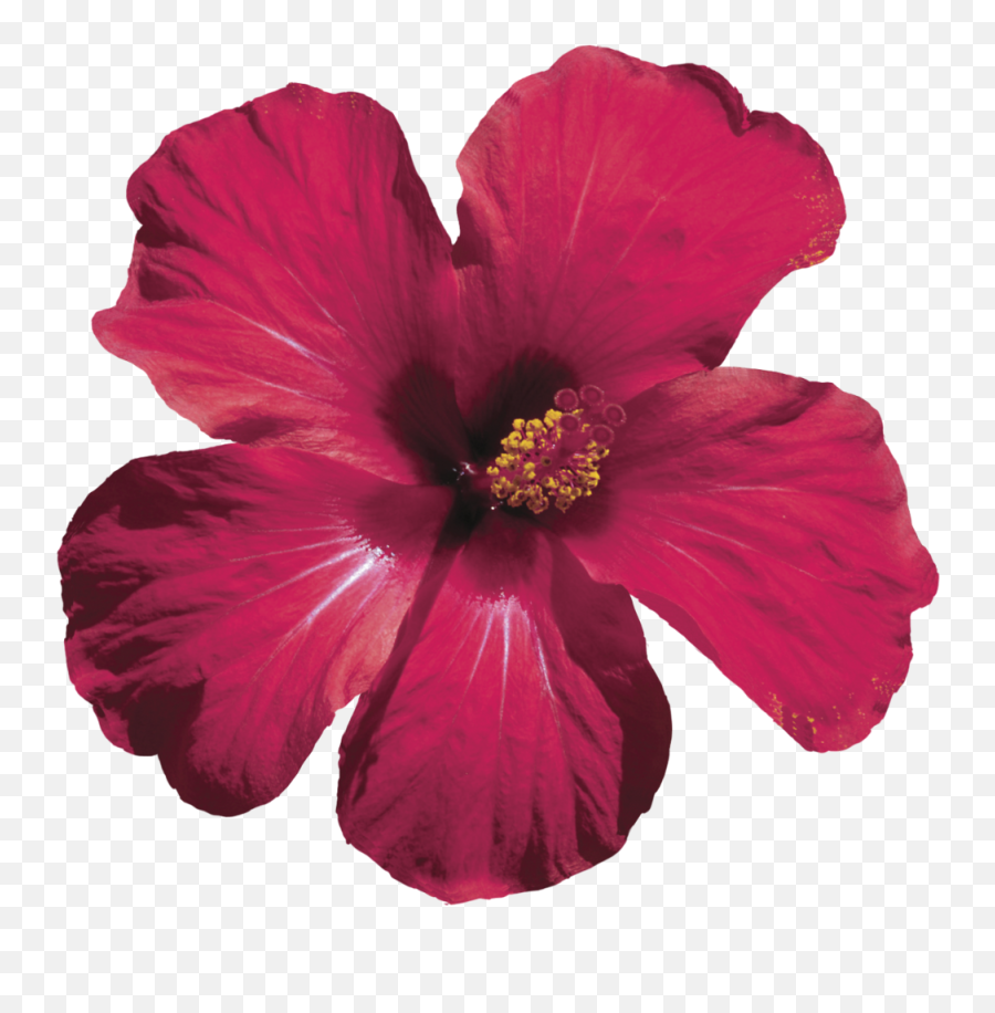 We Handcraft Each Floral Elixir With - Hibiscus Flower Png Transparent,Real Flowers Png