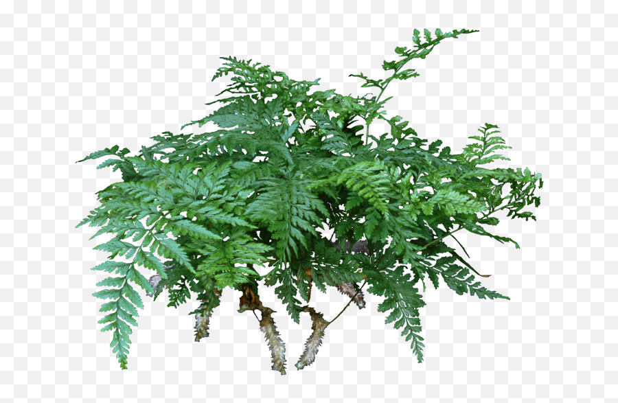 A Rabbitu0027s Foot Fern Is Lovely Compact That Never - Tree Png,Fern Png