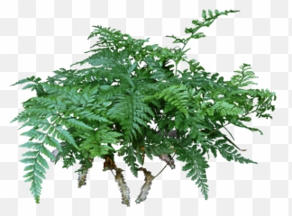 A Rabbitu0027s Foot Fern Is Lovely Compact That Never - Tree Png,Fern Png