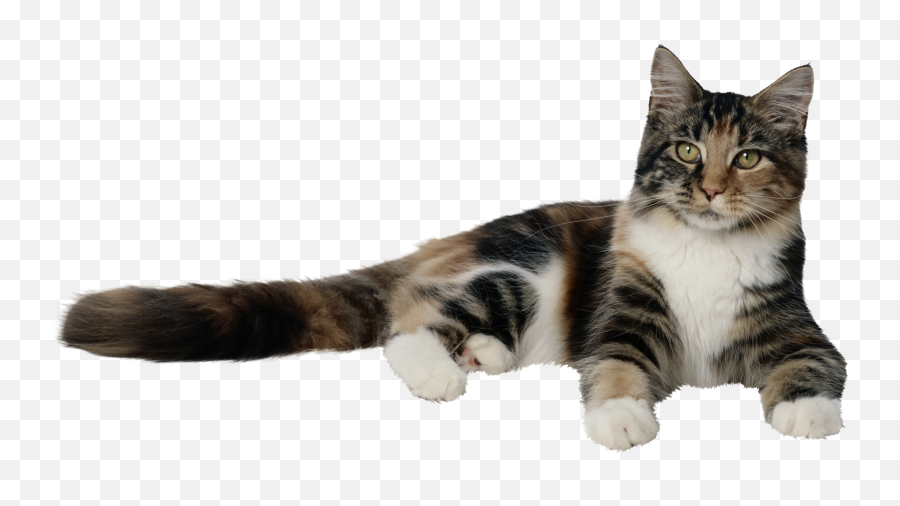 Cat Png - Cat Png,Cat Png Transparent