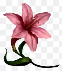 Plant Art Daffodils Lilies Florals - Pink Day Lily Clipart Png,Florals Png