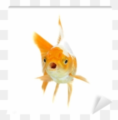 Orange Goldfish Isolated - png