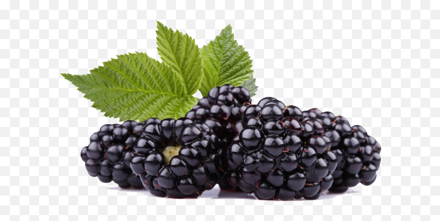 Black Raspberries Png Photos - Black Raspberry Seed Oil,Raspberries Png