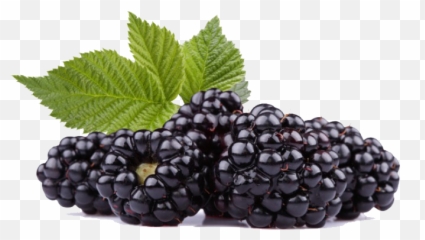 Black Raspberries Png Photos - Black Raspberry Seed Oil,Raspberries Png