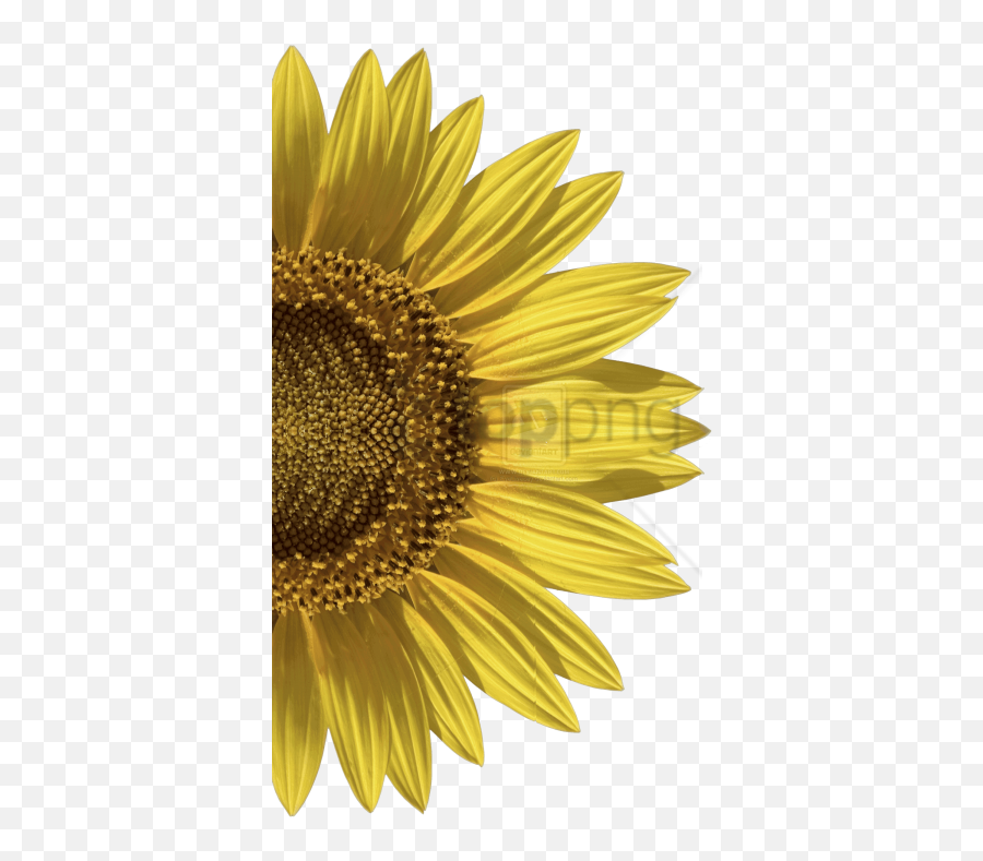 Download Hd Free Png Sunflower Image With - Invitation,Sunflower Transparent Background
