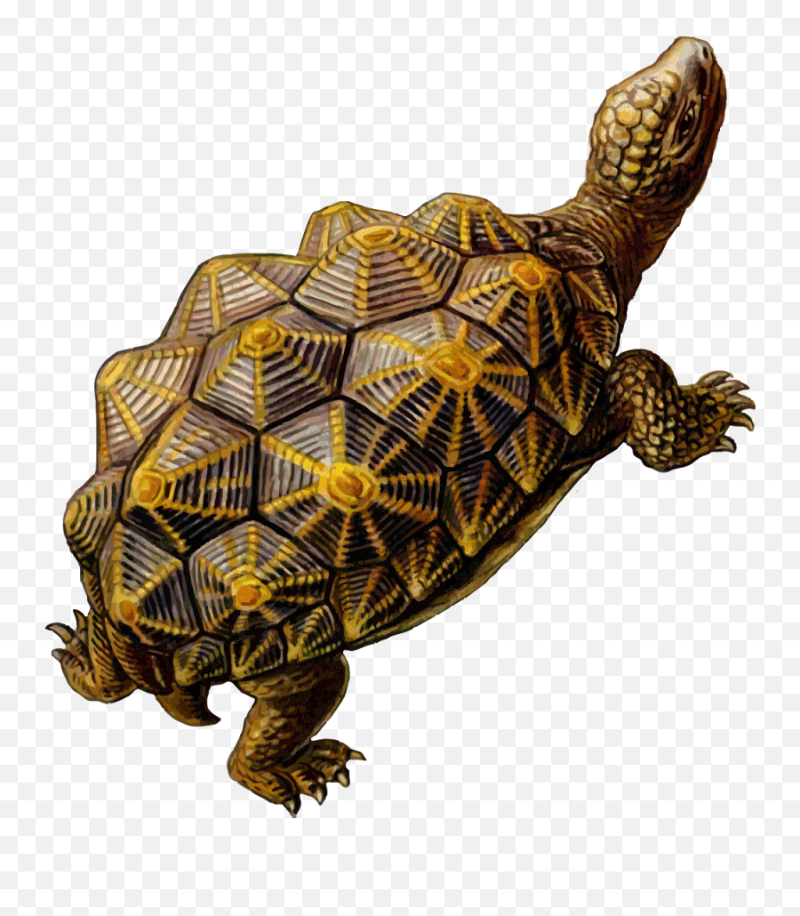 Turtle Download Free Images 999x1100 87831 Kb Png - Tortoise Turtle Shell Geometry,Turtle Png