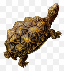 Turtle Download Free Images 999x1100 87831 Kb Png - Tortoise Turtle Shell Geometry,Turtle Png