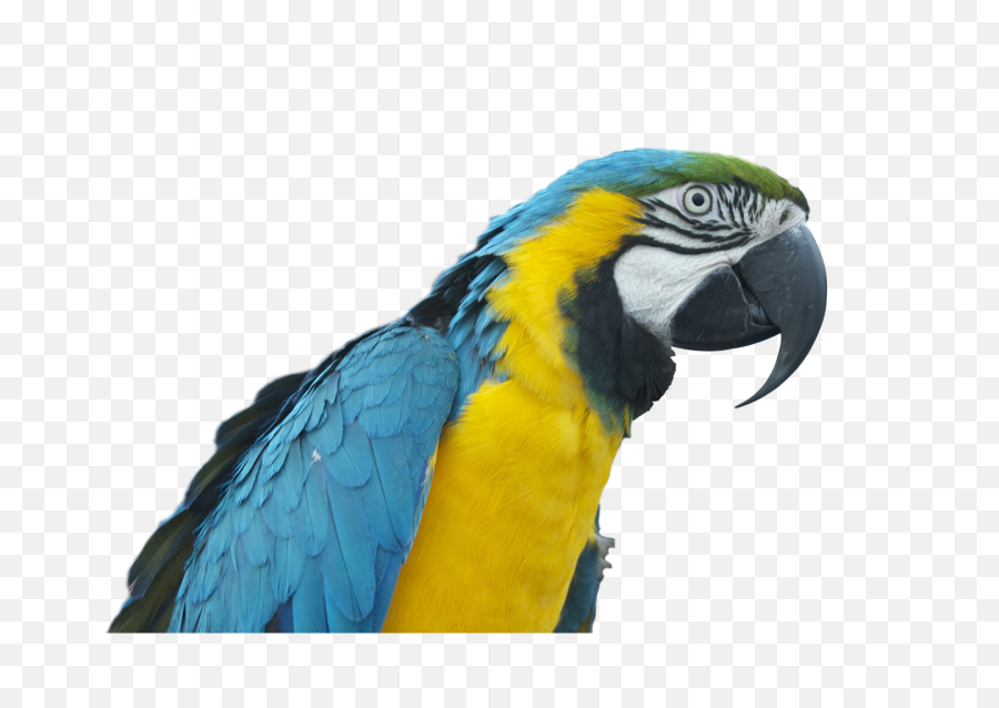 Parrot Ara Bird Colorful - Papaan Png,Parrot Transparent