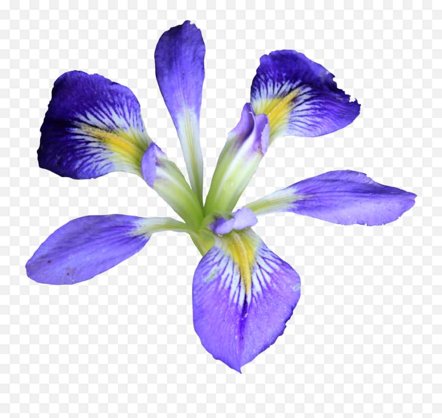 Transparent Iris Flower Hd - Flower Iris Png,Real Flower Png