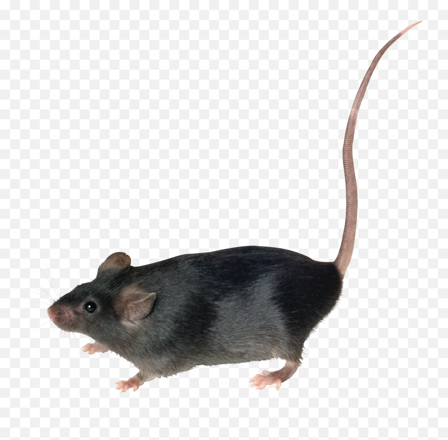 Rat Png Picture - Rat Png,Rat Transparent
