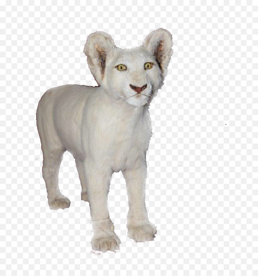 White Baby Lion Full Mount - Bl4 Lion Png,Baby Lion Png
