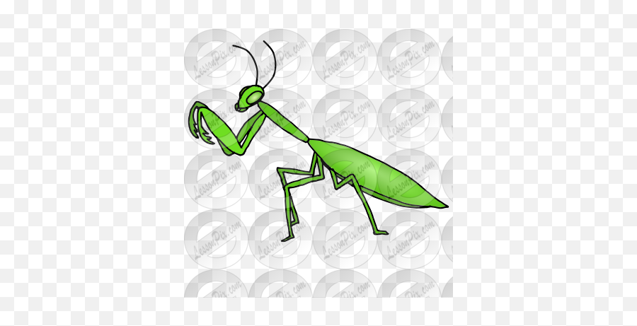 Praying Mantis Picture For Classroom Therapy Use - Great European Mantis Png,Praying Mantis Png