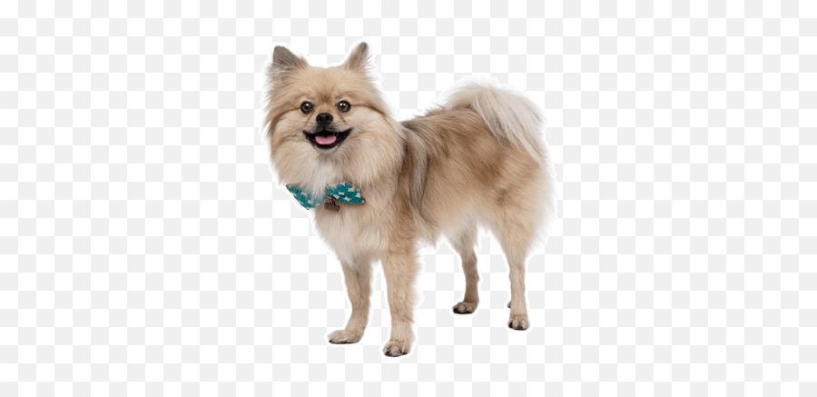 Pomeranian Puppies For Sale In Arcata - Dog Supply Png,Pomeranian Png