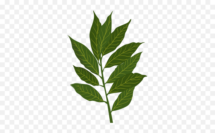 Transparent Png Svg Vector File - Bay Leaves In Nepali,Cinnamon Png