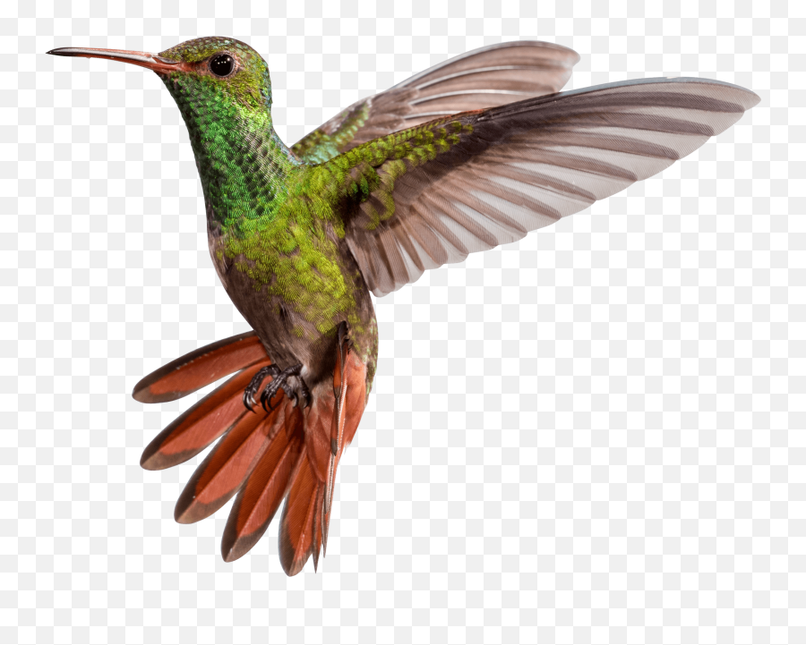 Hummingbird Png - Hummingbirds,Hummingbird Png