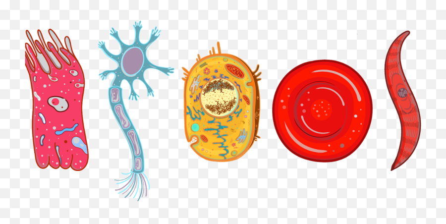 Human Somatic Cells Vector Image - Free Graphic Resources Human Cells Vector Png,Cells Png