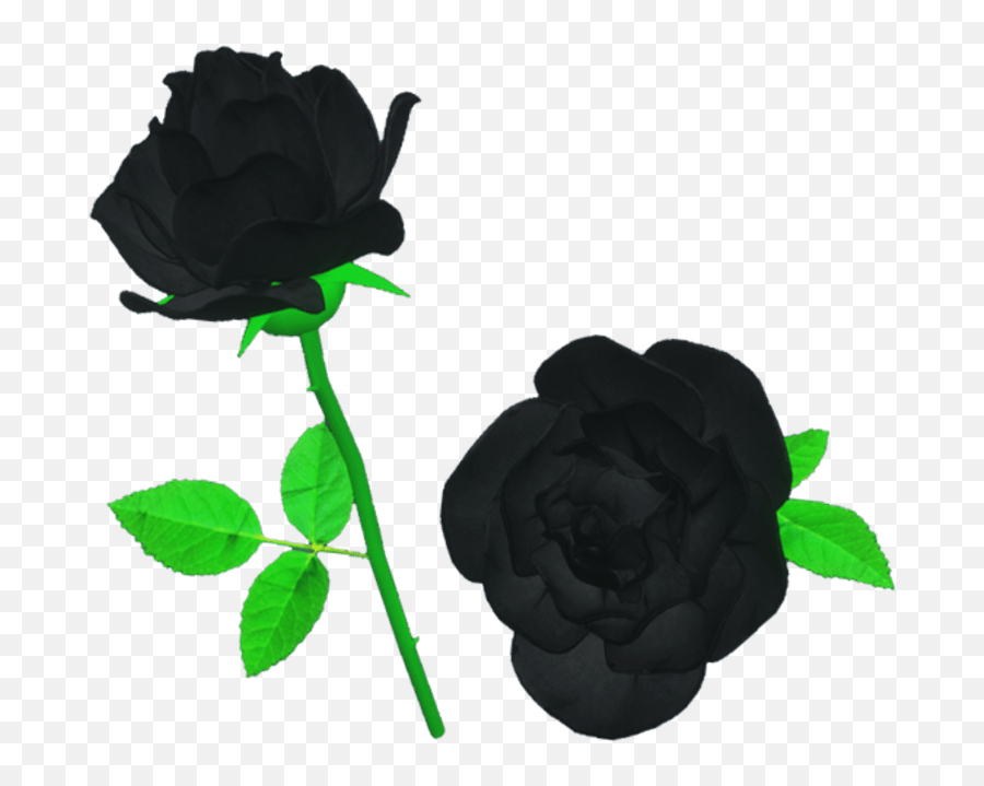 Single Black Rose Sansar Store - Fresh Png,Black Roses Png
