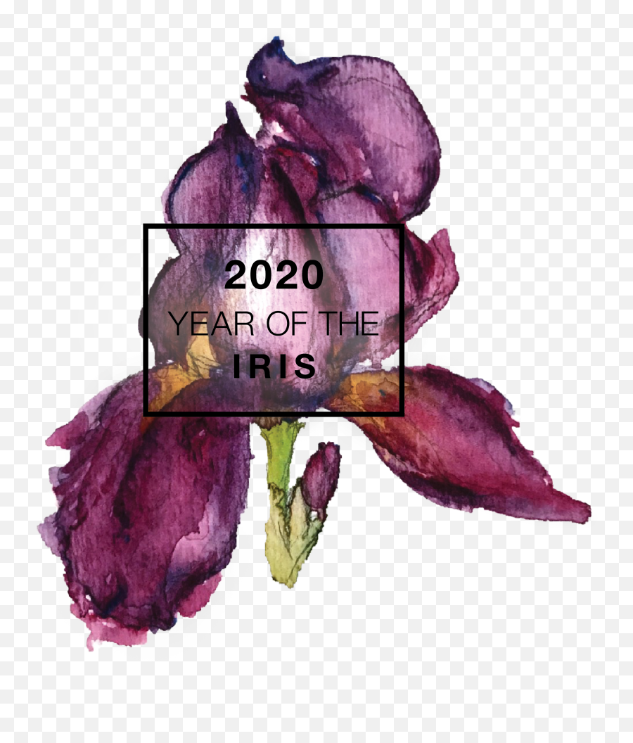 Year Of The Iris - Rose Png,Iris Flower Png