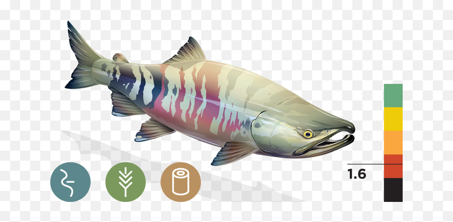 Chum Salmon Transparent U0026 Png Clipart Fr 2648896 - Png Sockeye Salmon,Salmon Transparent