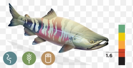 Chum Salmon Transparent U0026 Png Clipart Fr 2648896 - Png Sockeye Salmon,Salmon Transparent
