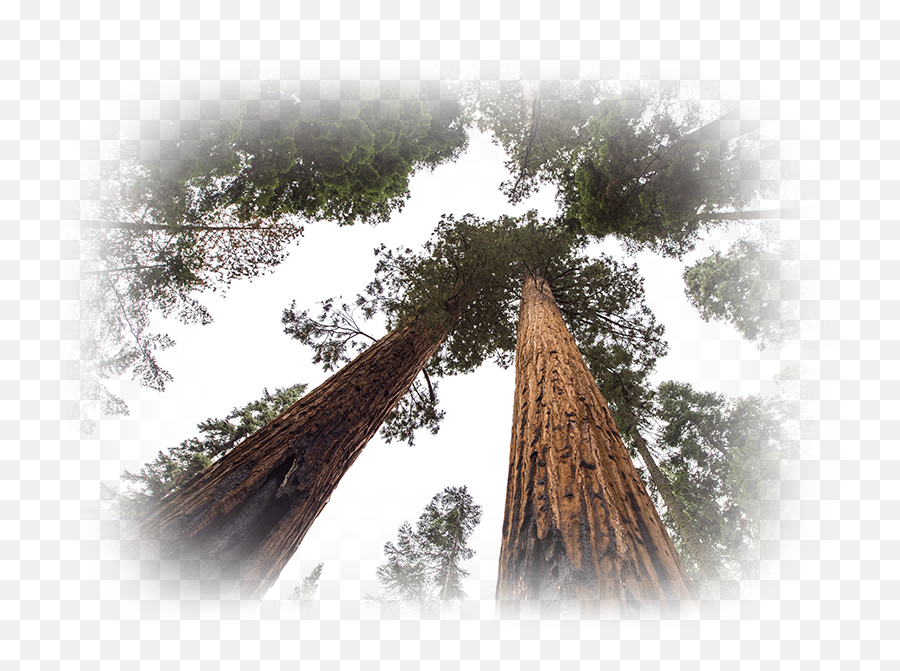 Redwood Tree Png