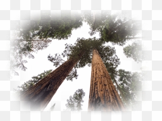 Redwood Tree Png
