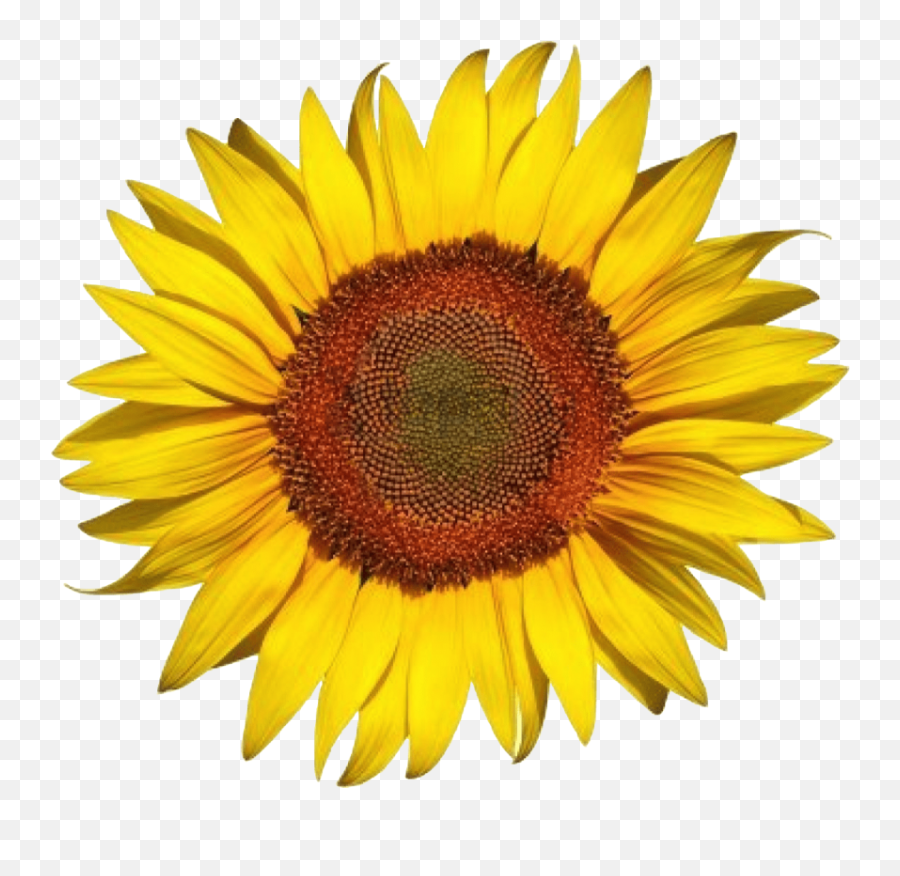 Download Free Png White Sunflower Image With - Live Life In Full Bloom Sunflower,Transparent Sunflowers