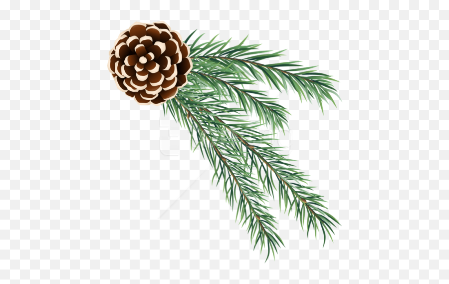 Pine Cone Png Image Free Download - Christmas Pine Cone Png,Pine Branch Png