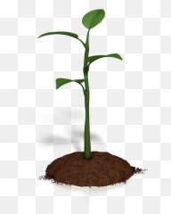 Soil Clipart Plant Growth - Animations For Powerpoint png