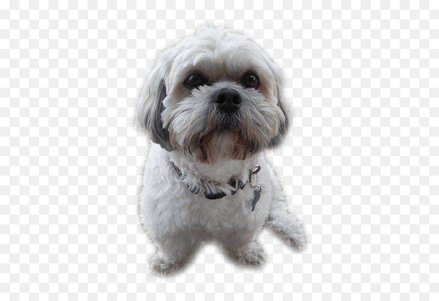 Download Shih Tzu - Grey And White Small Dog Png Image With Shih Tzu White And Grey,Dog Png Transparent