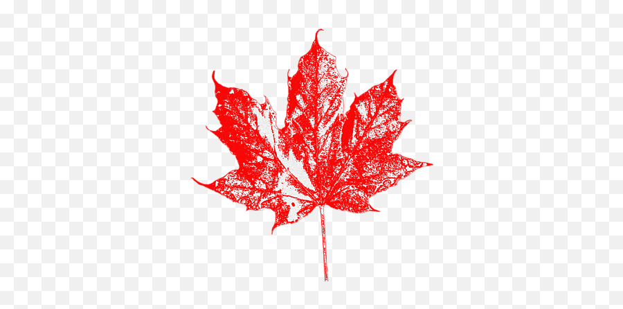 Celebrate Canada 150 Maple Leaf Beach Towel - Bleeding Canadian Maple Leaf Png,Canada Maple Leaf Png