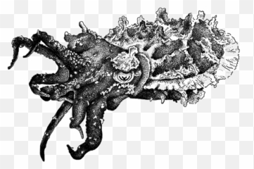Cuttlebase - Common Octopus png