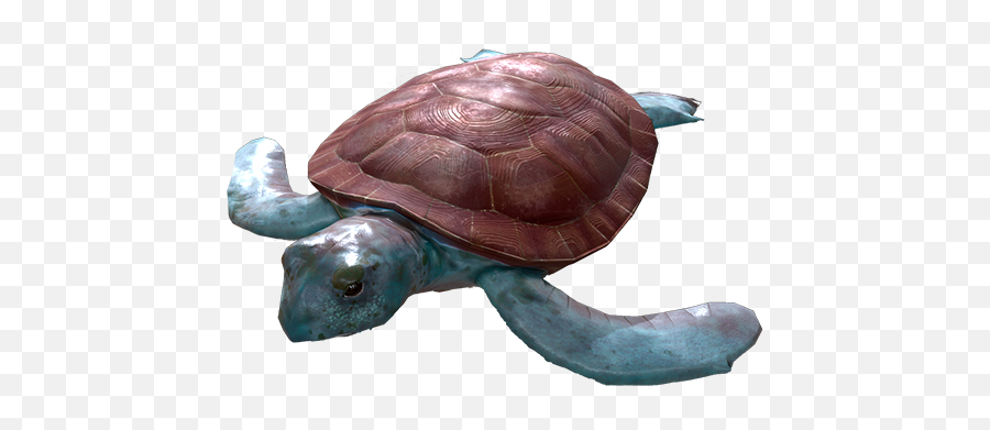 Turtle Activity Description Model Of A Sea Chelonioidea - Tortoise Png,Dory Icon