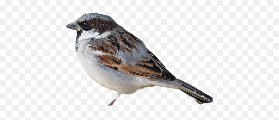 Sparrow Png Images Download Transparent Image - Männlicher Spatz,Jack Sparrow Icon