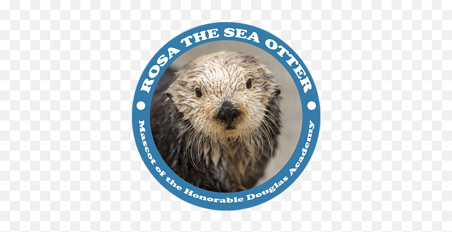 Home Dougdoug - Dougdoug Rosa Png,Sea Otter Icon