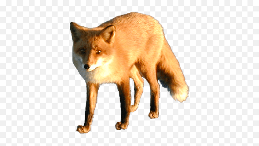 Png Images Transparent - Animaux Sauvages Png,Fox Png