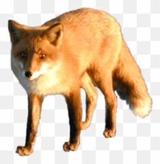 Png Images Transparent - Animaux Sauvages Png,Fox Png