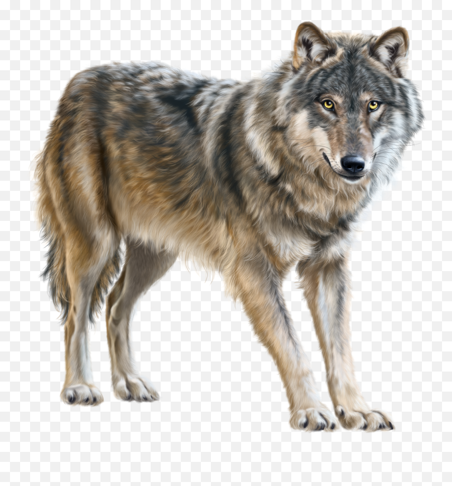 October 2015 Archive - Wolf Clipart Png,Howling Wolf Png