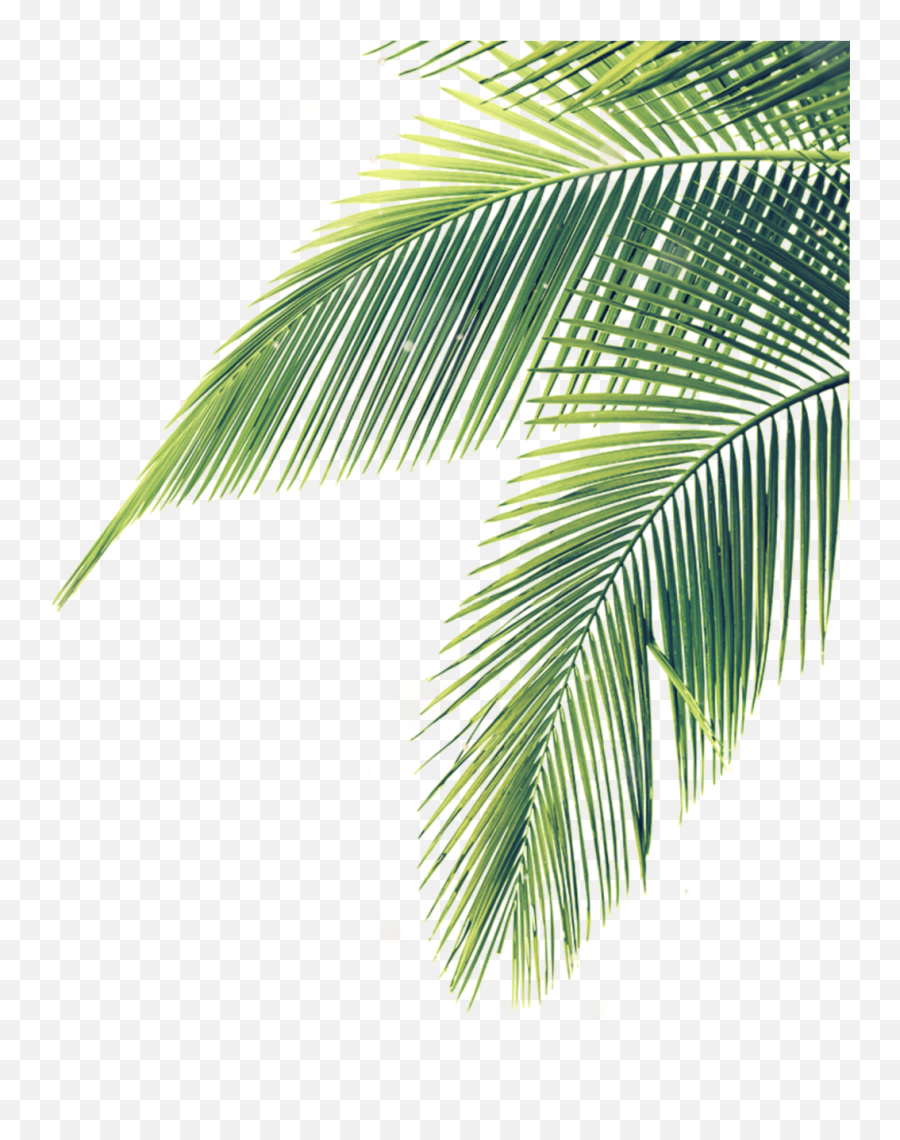 Download Hojas Palmera Sombra Stiker Mix Lines Nature - Palm Tree Leaf Png,Nature Png