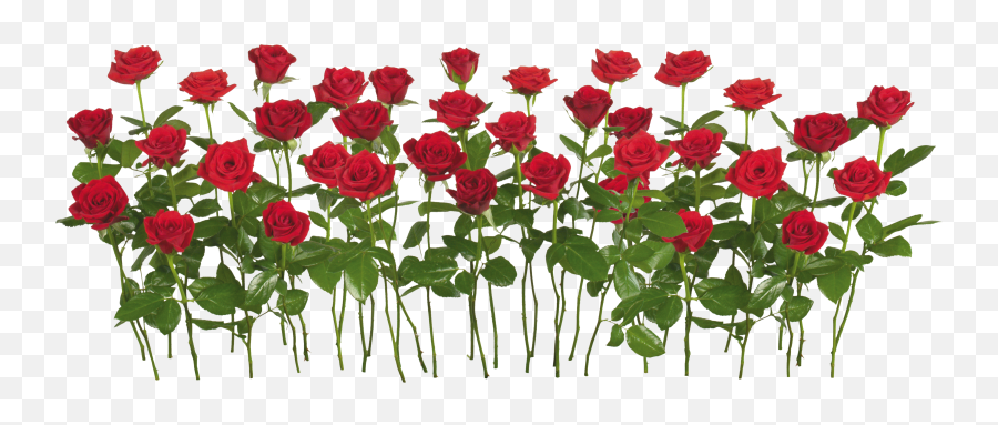 Download Red Rose Png Image For Free - Roses In The Garden Clipart,Red Rose Png