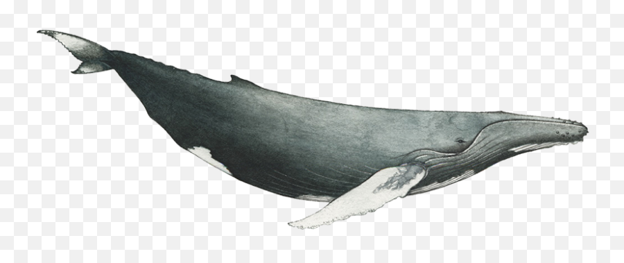 Humpback - Humpback Whale Png,Humpback Whale Png