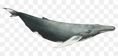 Humpback - Humpback Whale Png,Humpback Whale Png
