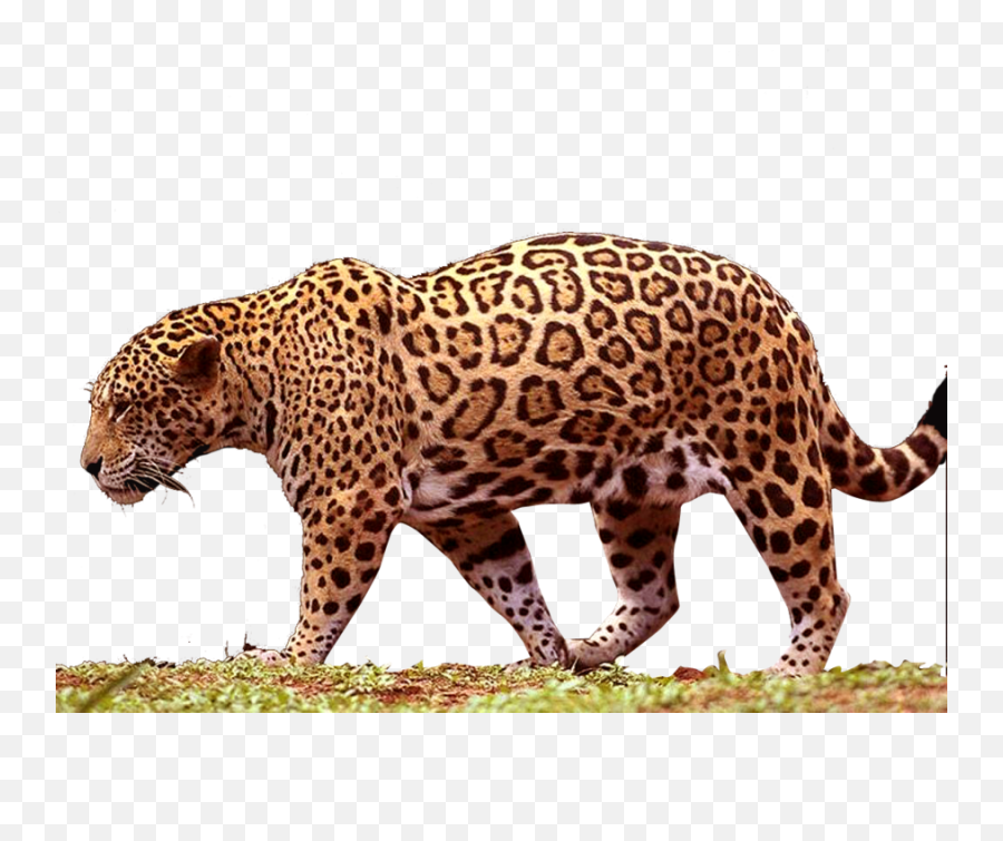 Jaguar Free Png Transparent Image - Jaguar Png,Jaguar Png