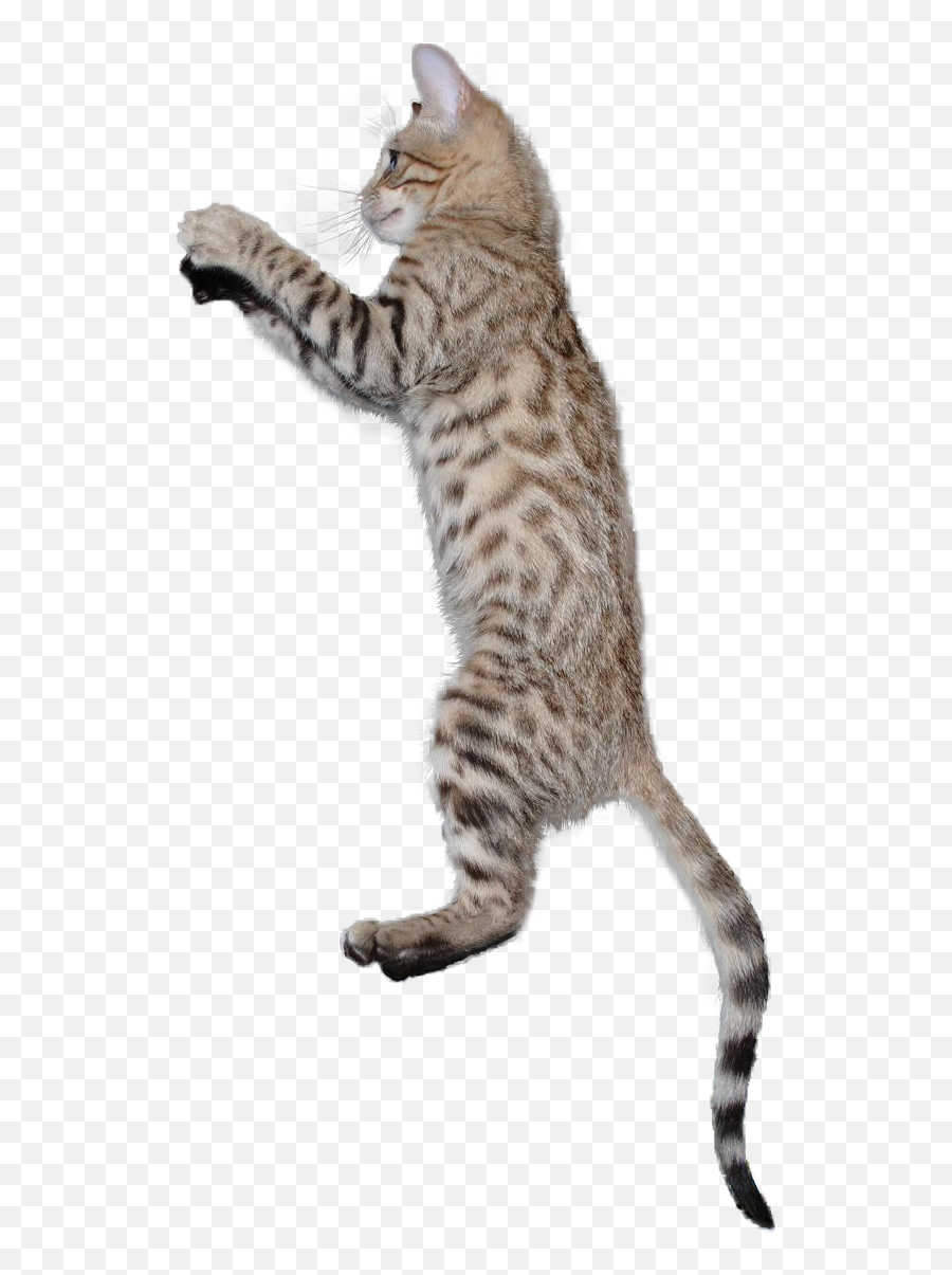 Cat Png - Jumping Cat Png Cat Jumping Transparent Cat Jumping Transparent Background,Cats Transparent Background