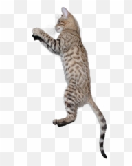 Cat Png - Jumping Cat Png Transparent Background