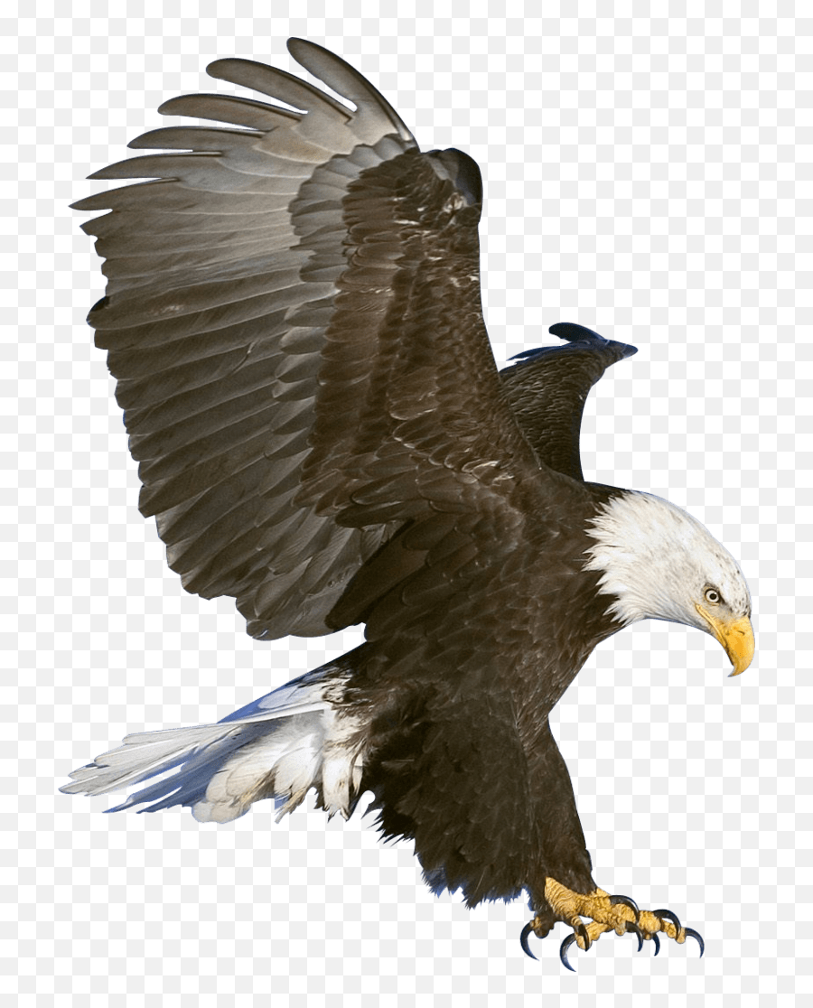 Golden Eagle Png Image - Bald Eagle,Golden Eagle Png