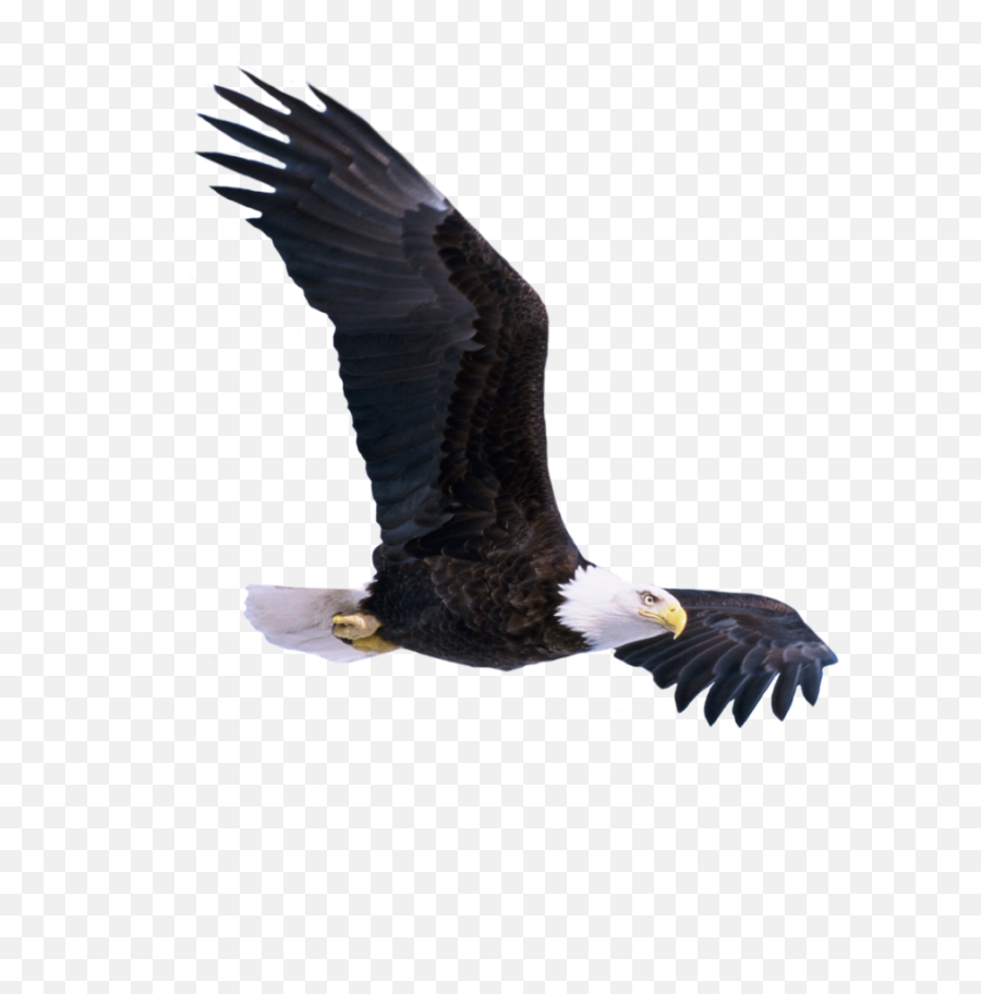 Download Hd Free Png Bald Eagle Flying - Picsart Flying Birds Png,Soaring Eagle Png